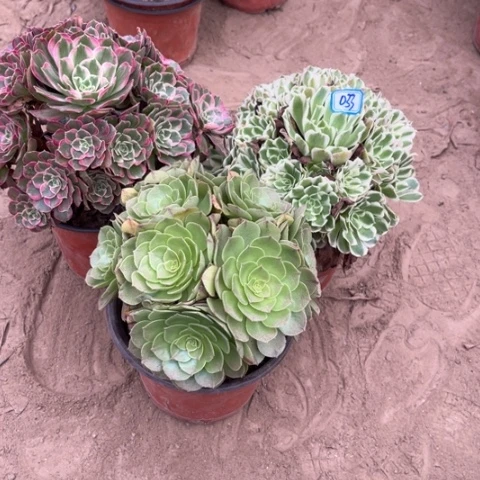 033多肉植物组合，