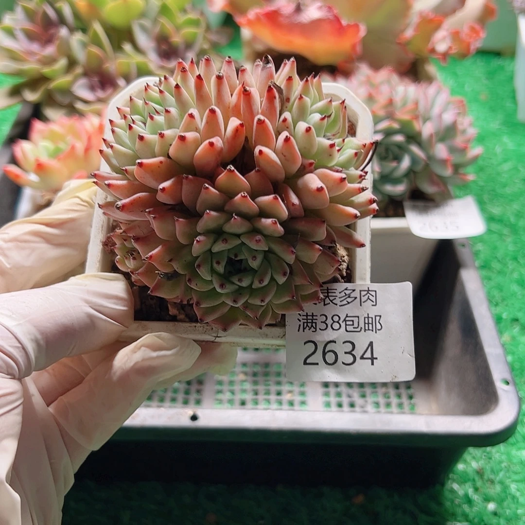 多肉一物一拍植物2634