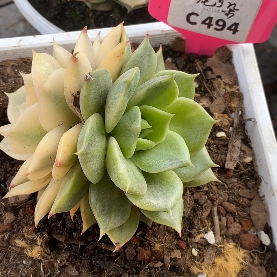 494绿体贝加尔湖两个状态哈哈哈