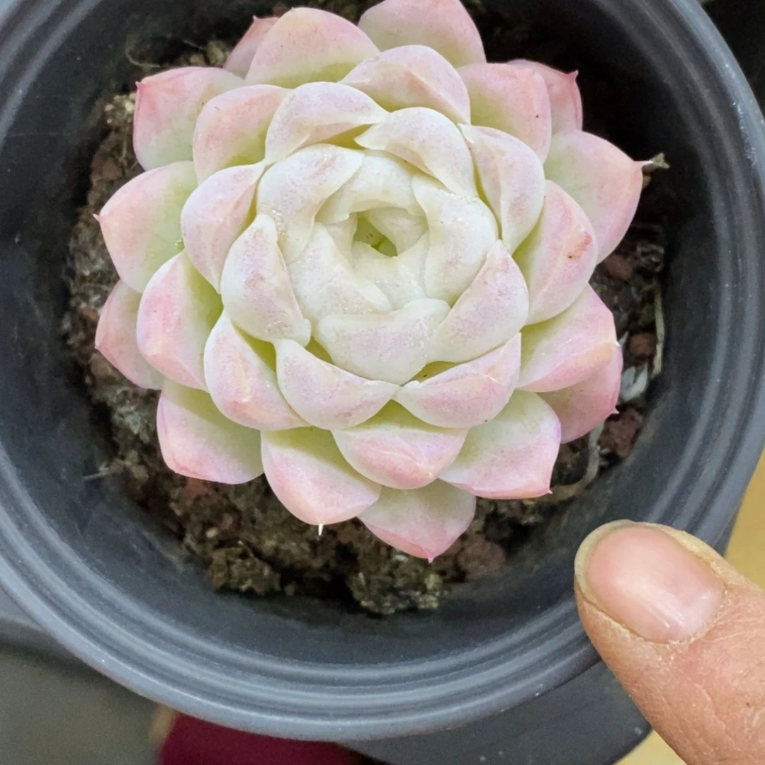 精品多肉一物一拍不包整289