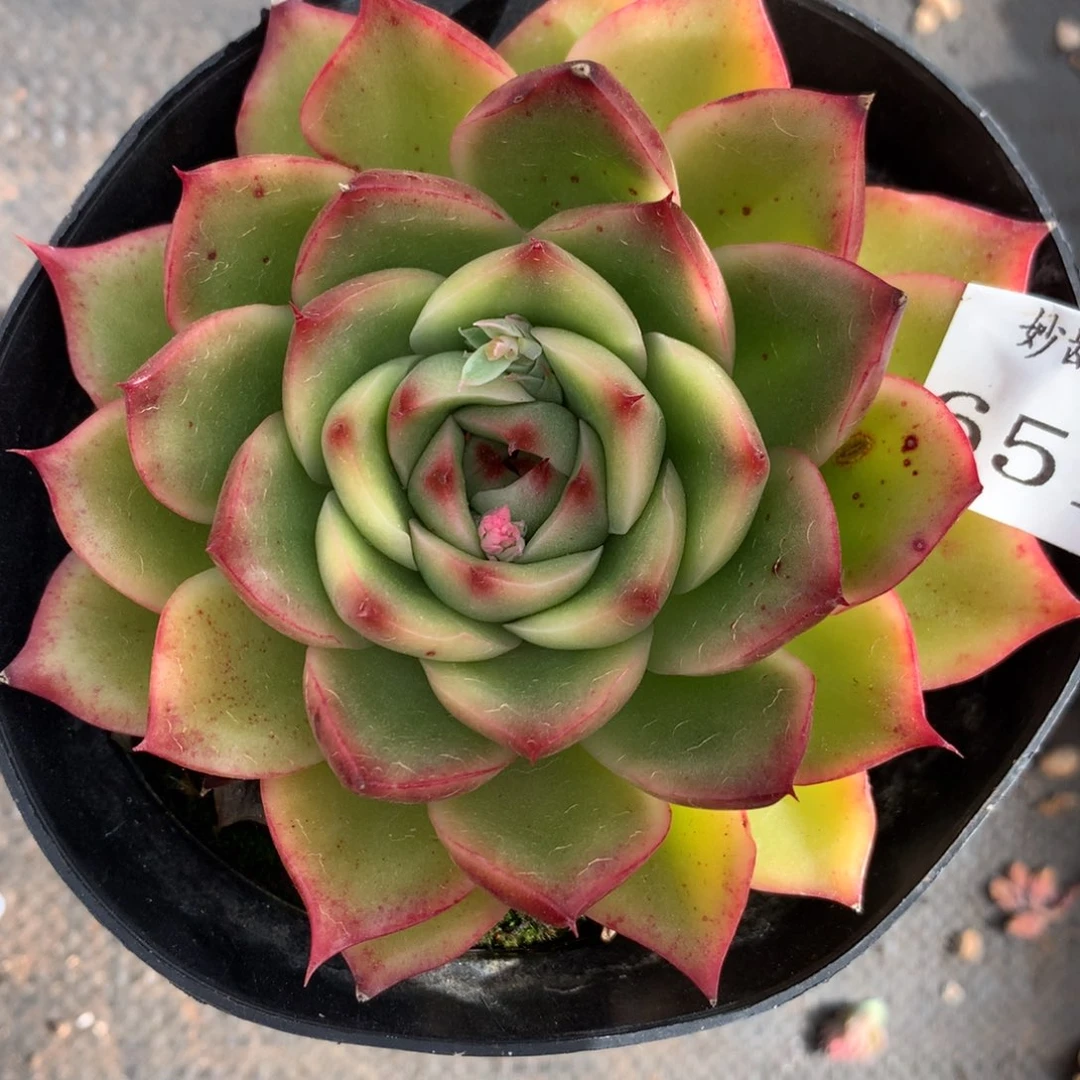 6516杂交多肉植物