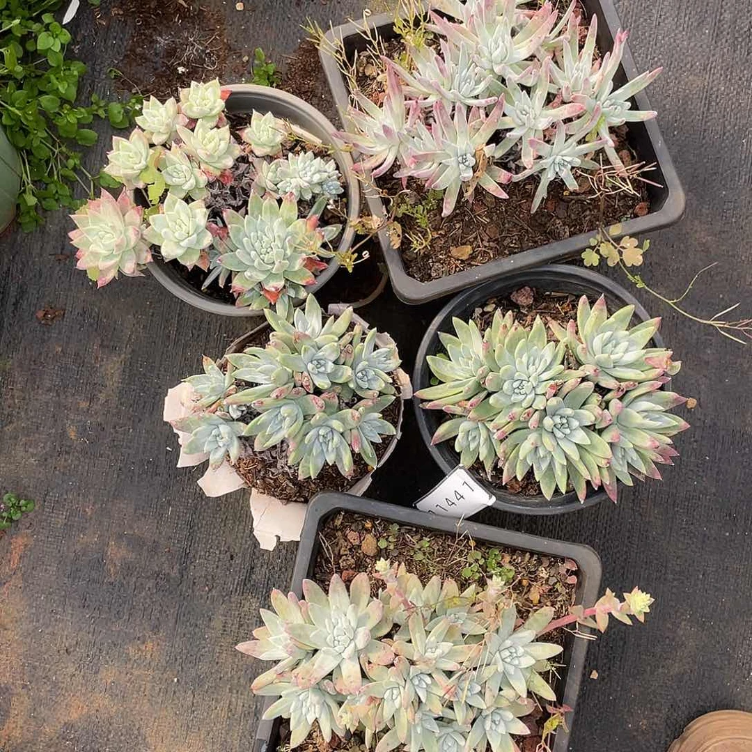 瑕疵特价不售后11441