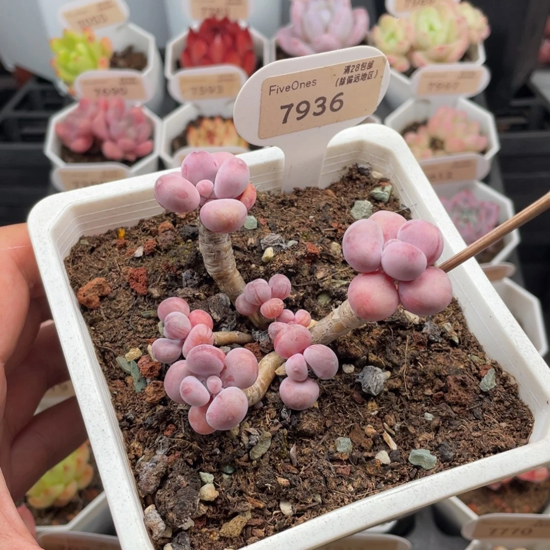 腰子蛋7936-8厘米