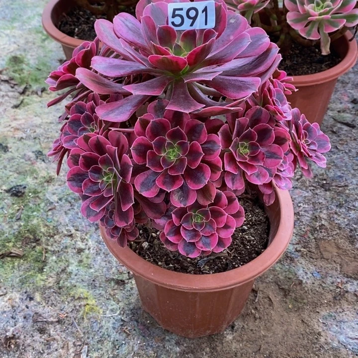 水*花美杜莎多肉植物591