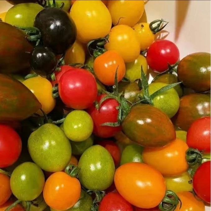 正宗山东寿光多色小番茄组合新鲜采摘水果小番茄即食混装