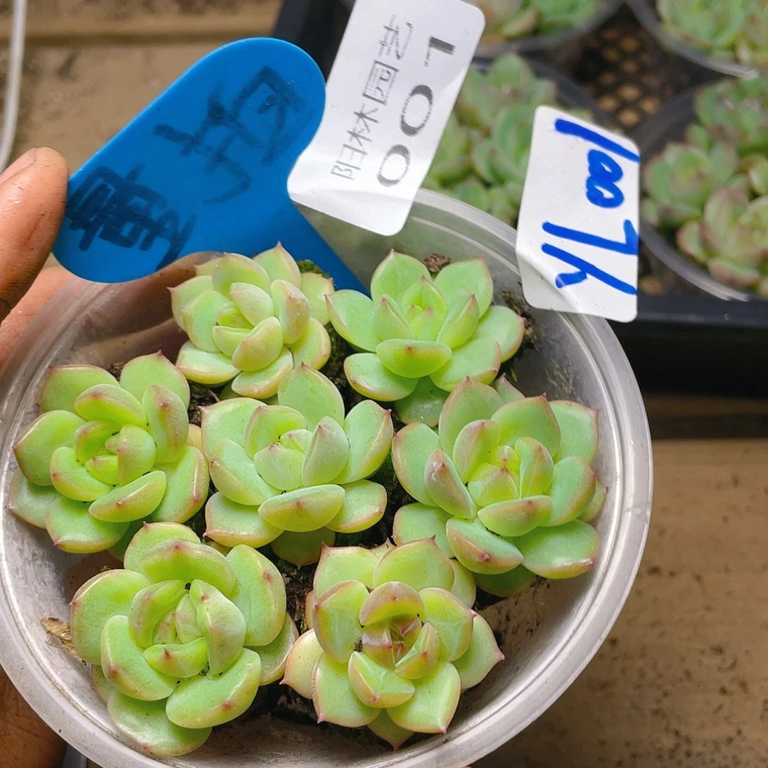 量拍多肉植物多肉植物1