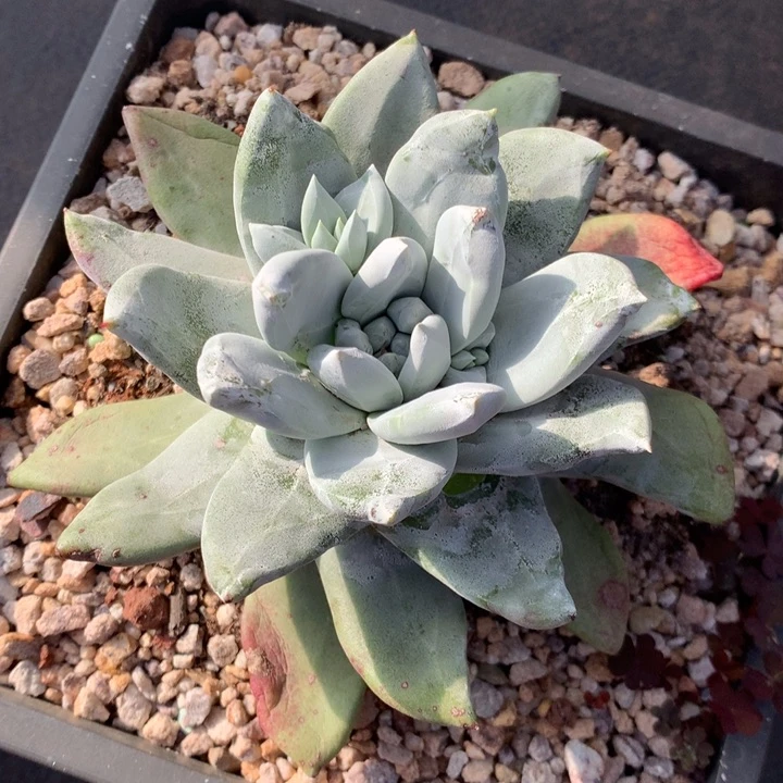 玉****光帕翠莎，2月8日发货