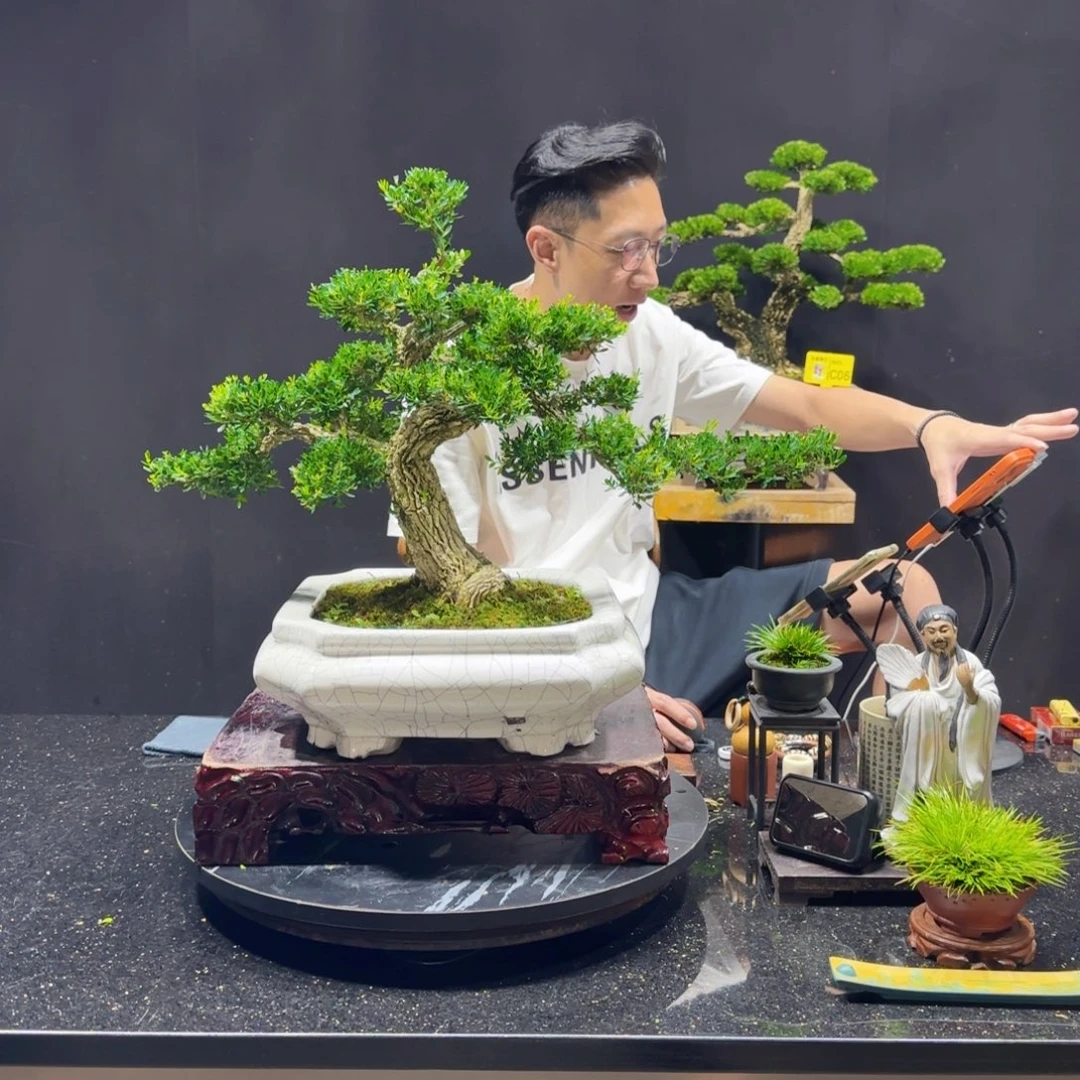 无花朵黄杨室内室外盆景艺术