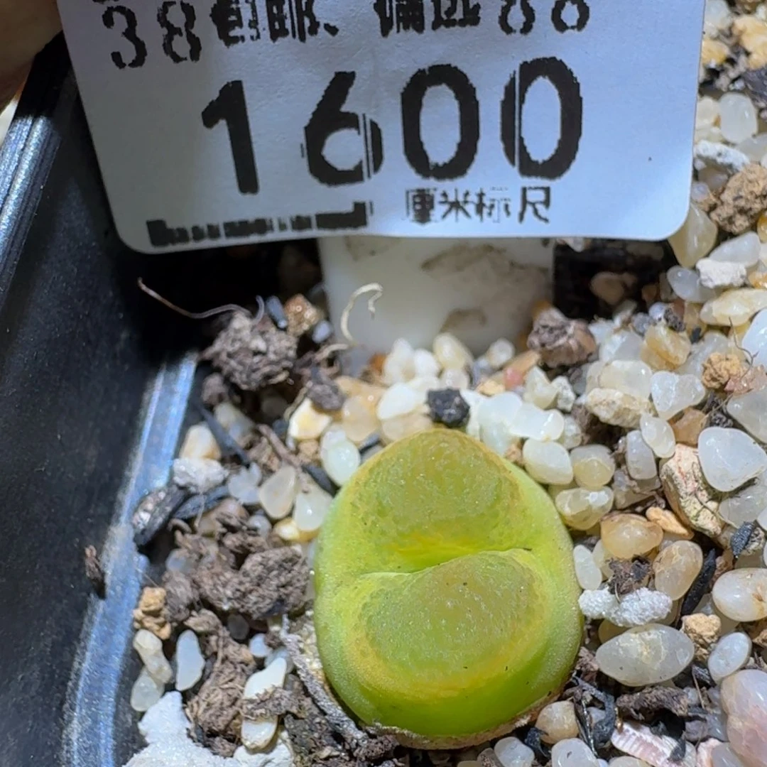 Sss生石花多肉1600