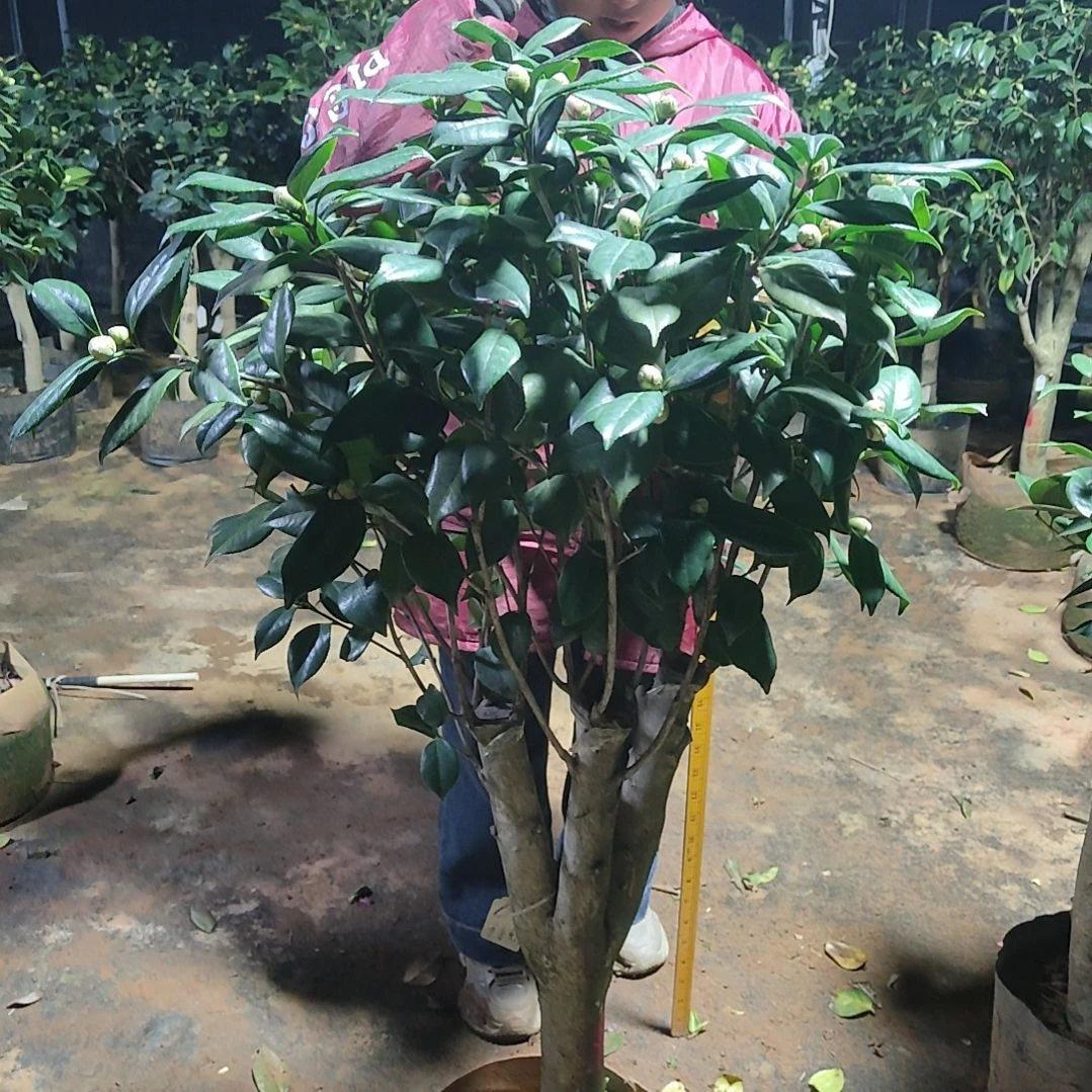 全部花苞绿**踪布鲁克斯玫瑰不包邮