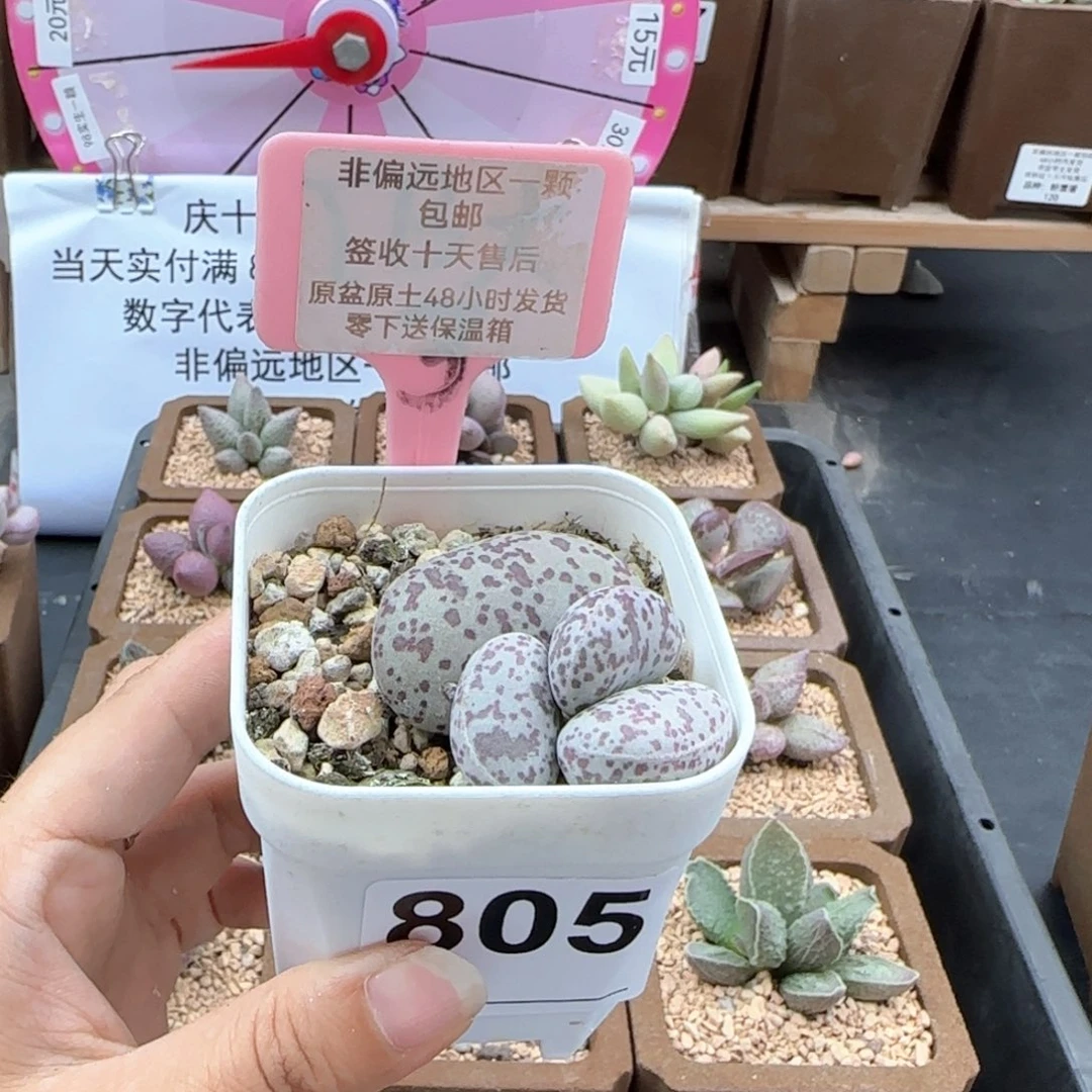 805花旦多肉植物