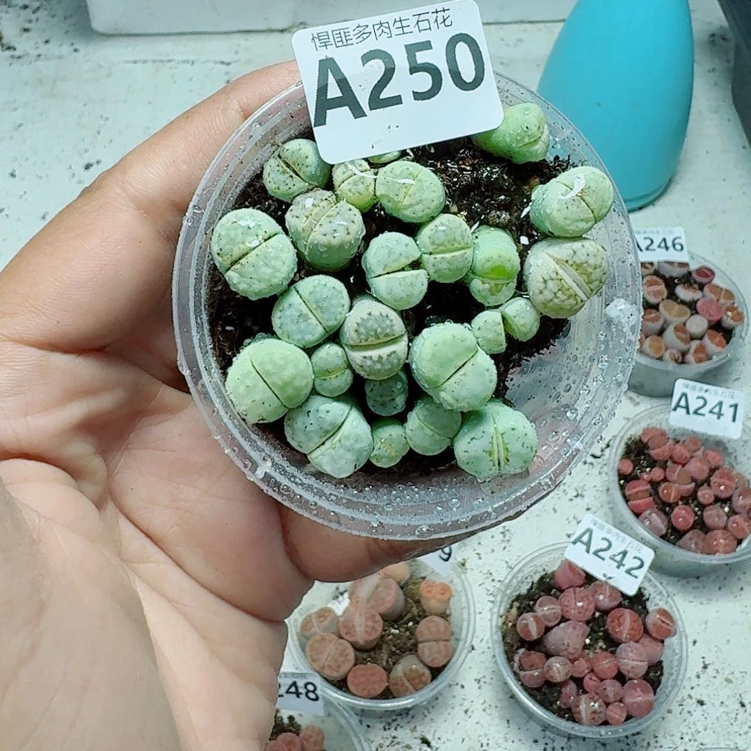 250多肉植物多肉植物