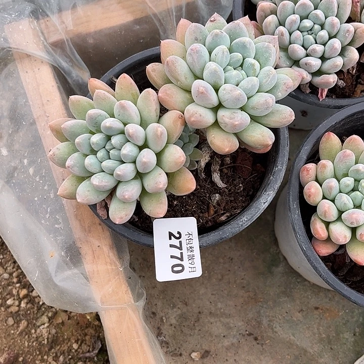 阿雅园艺。         2770奶糖