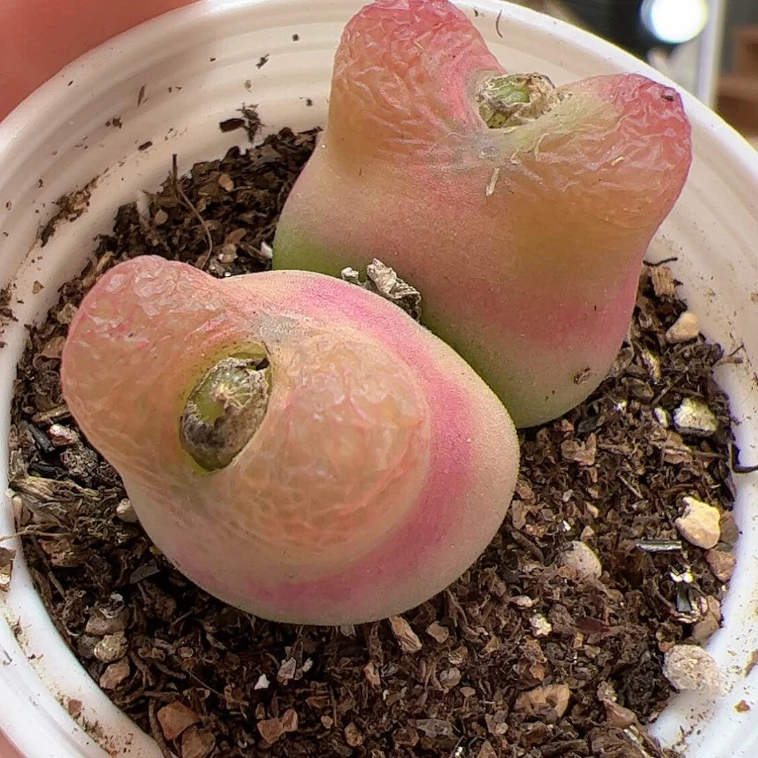 【闪购商品】220 带盆