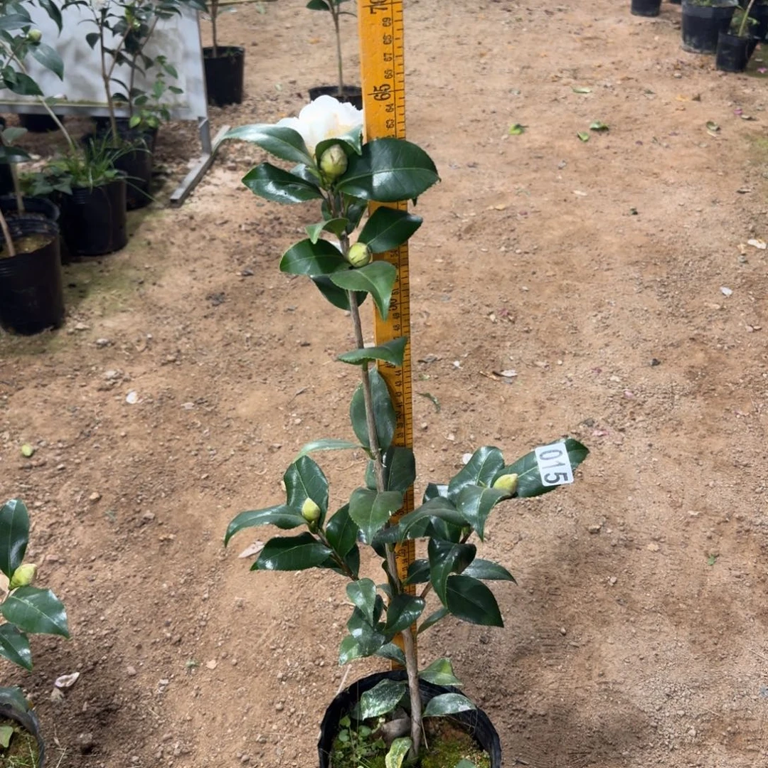 少量花朵（建议范围：2朵-5朵 或40%以下）015黄绣球