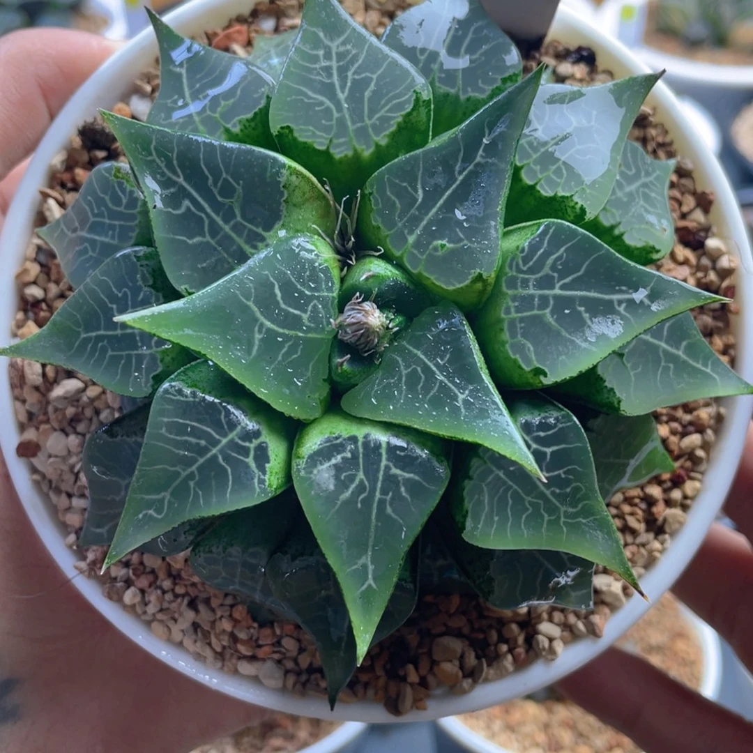 14.十二卷多肉木叶克。