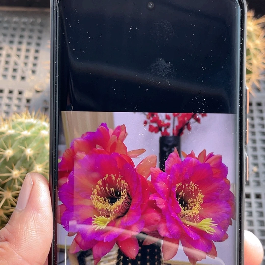 毛 卡耐希侧芽 歪 满20包邮5公分