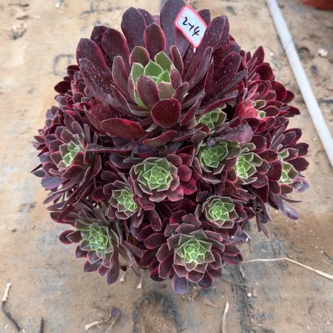 2-14金丝多肉植物