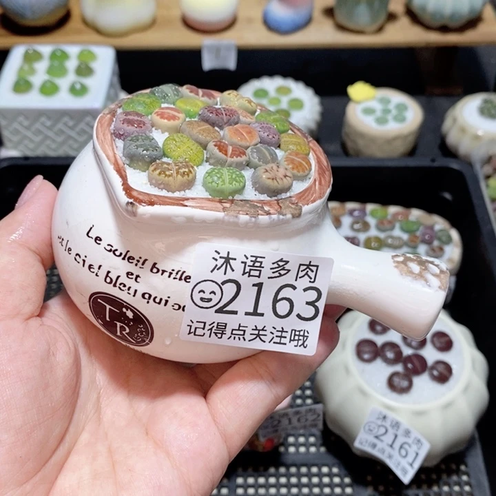 精美盆栽 一物一拍 2163