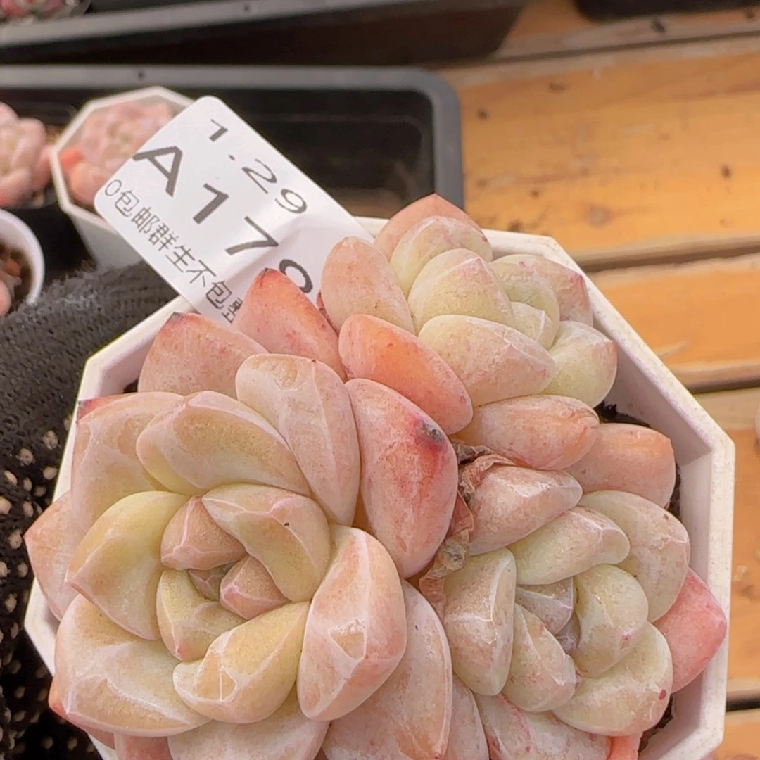 冰玉石化三头两头石化