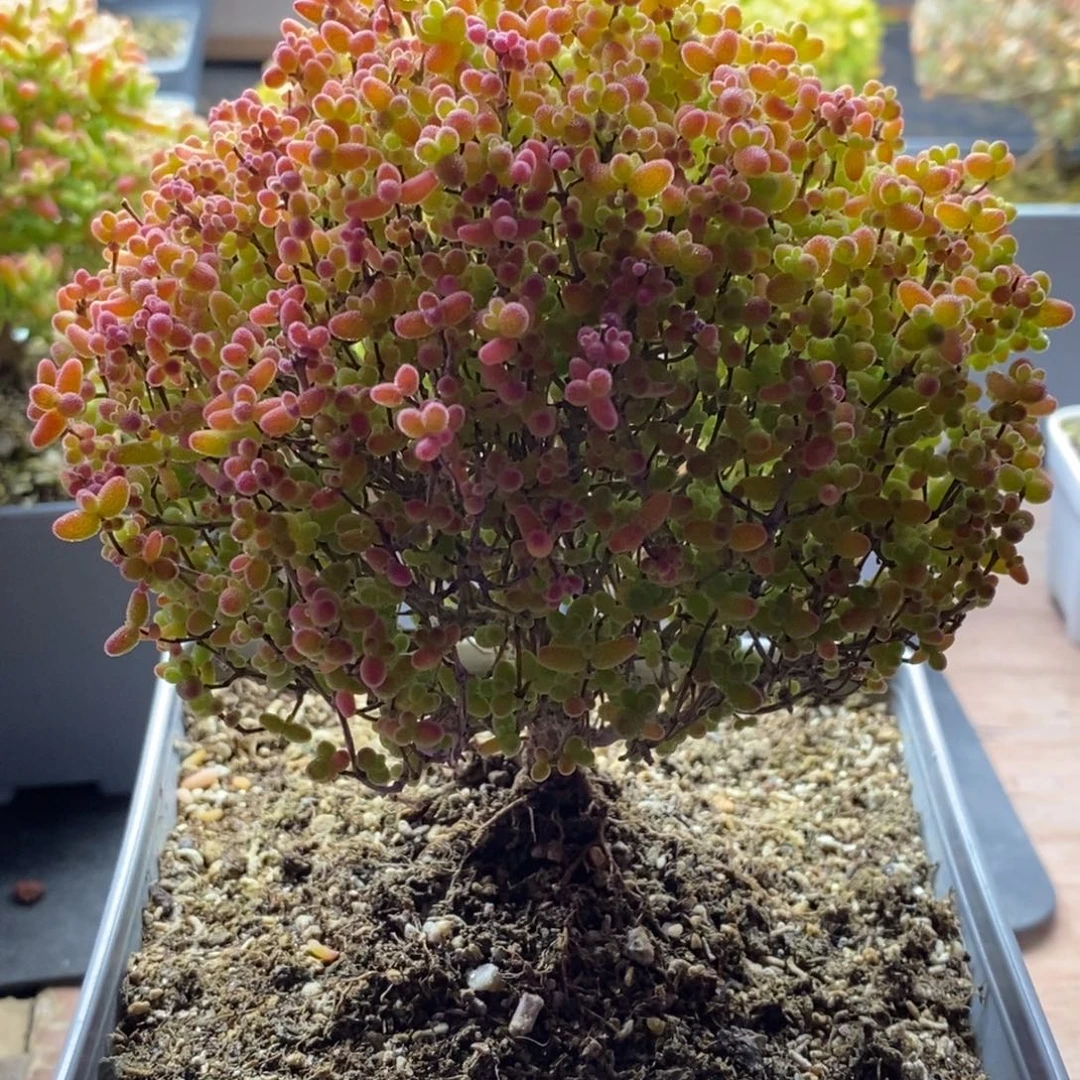 马***夫蜜橘糖球177。