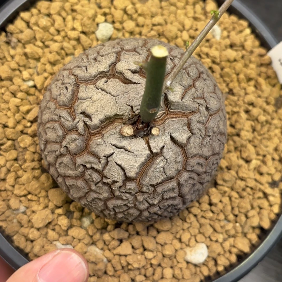 654号龟甲龙带盆包邮