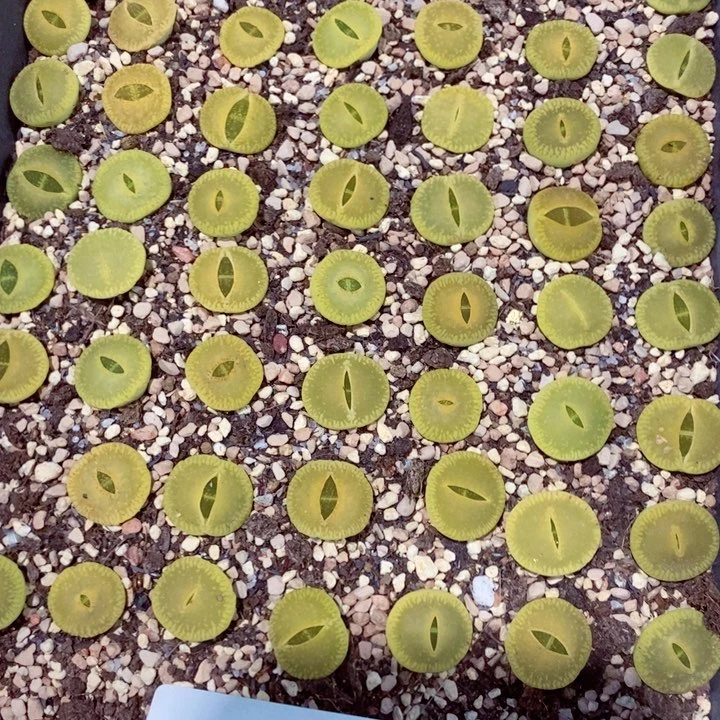 念*我是一只小小鸟地域鬼794