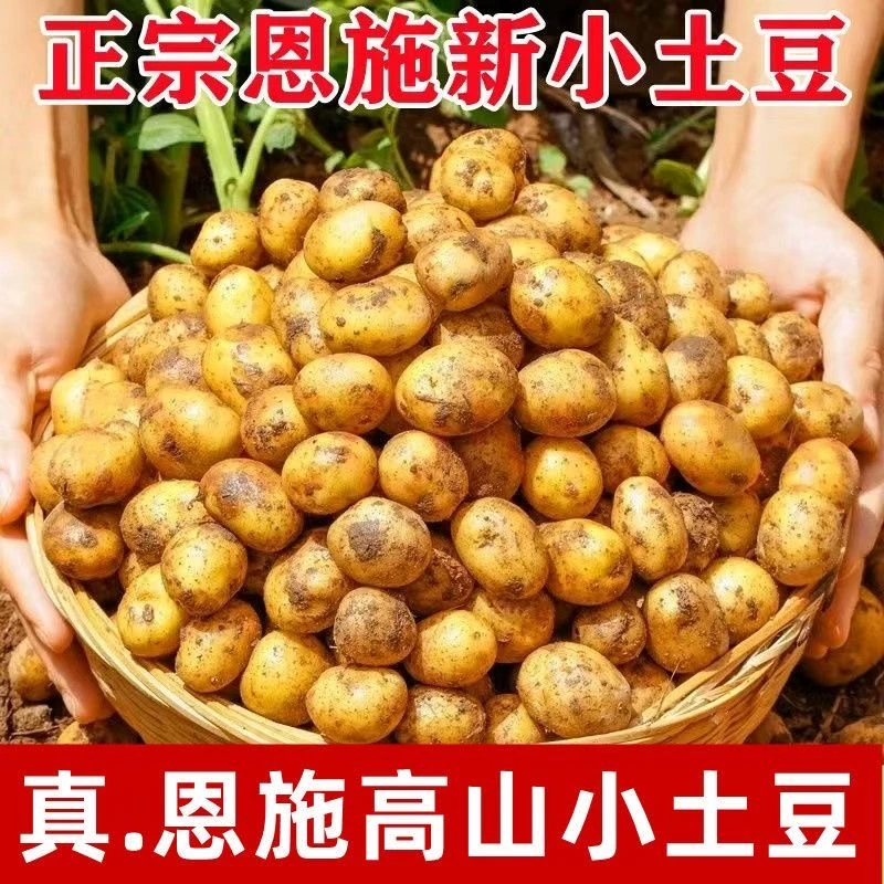 【新鲜网红恩施小土豆】现挖湖北农家自种高山黄心马铃薯蔬菜9/5斤