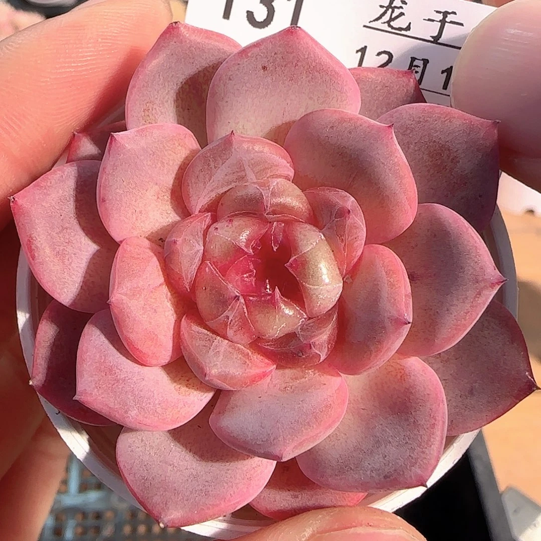 多肉1214-131沐兮甜心