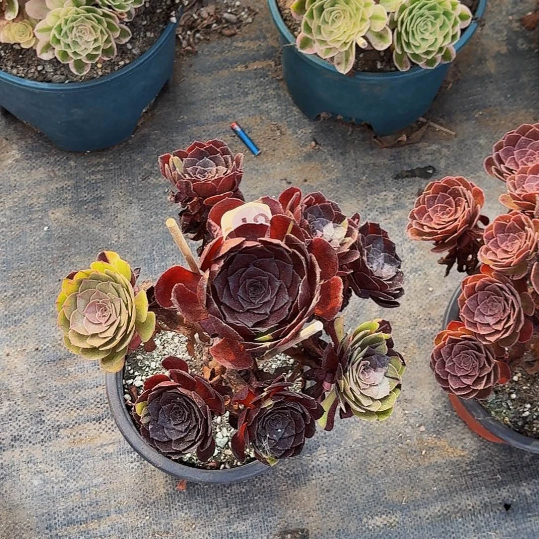 不开花植物010黑骑士半木质桩