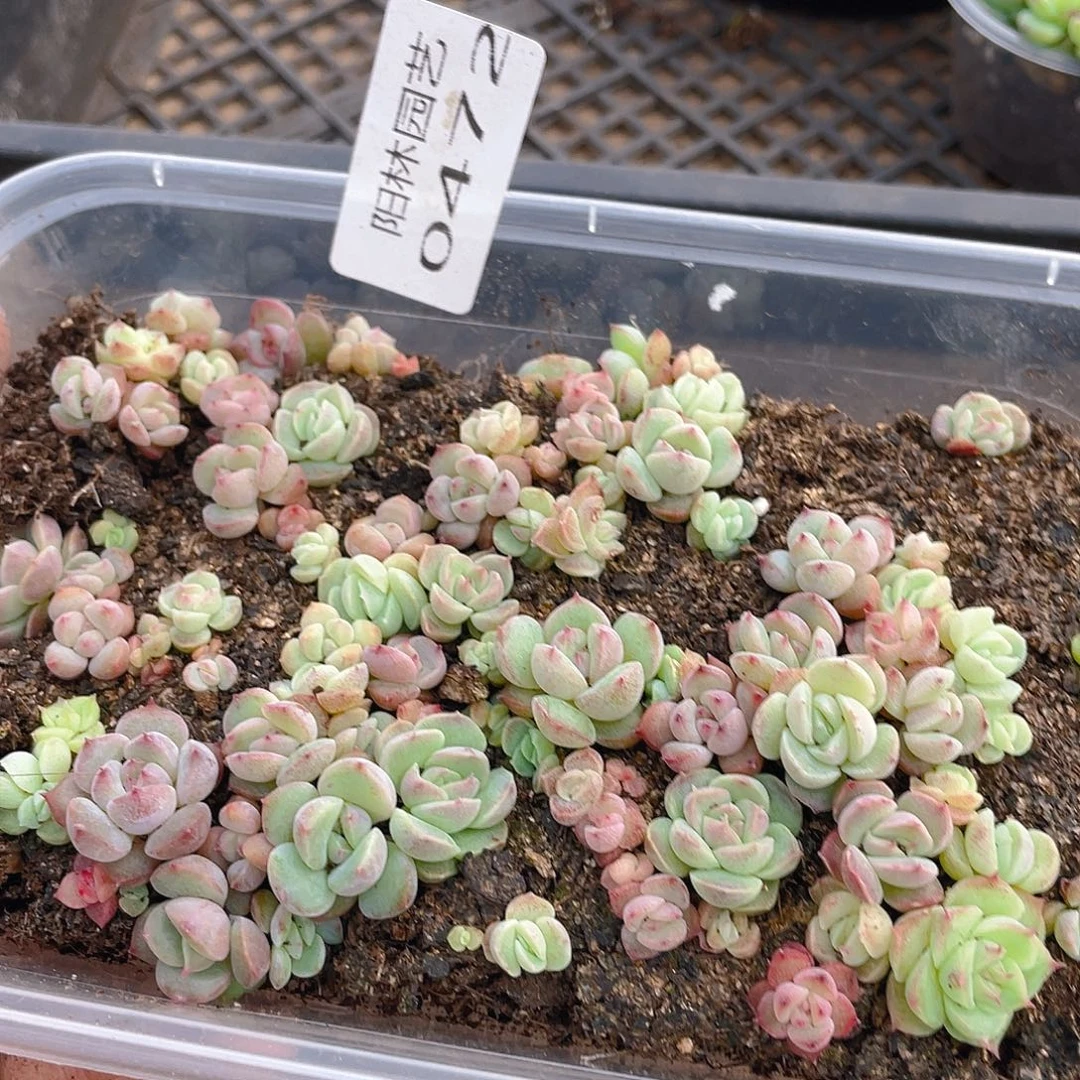 多肉植物多肉植物472