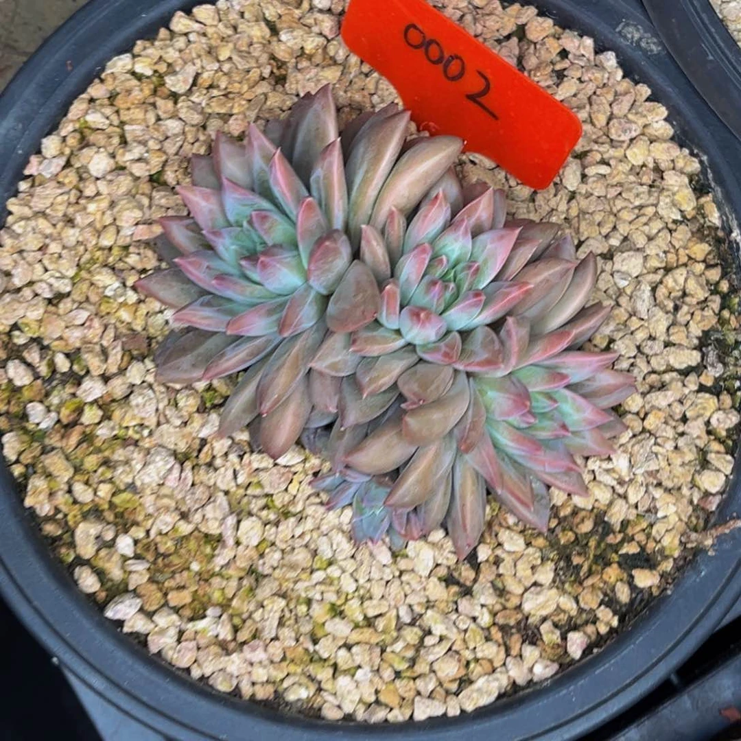 刘*0002号晚上多肉植物群生