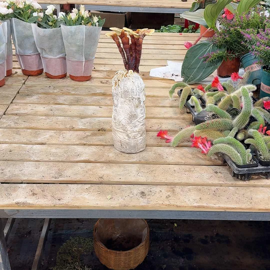 a***o无售后灵芝一颗别换盆