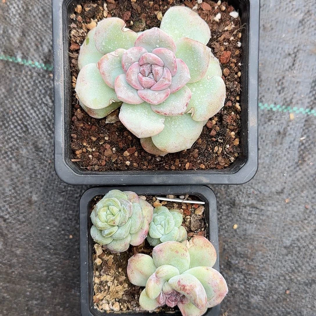 郭***淼淼淼专拍两颗脱土包整