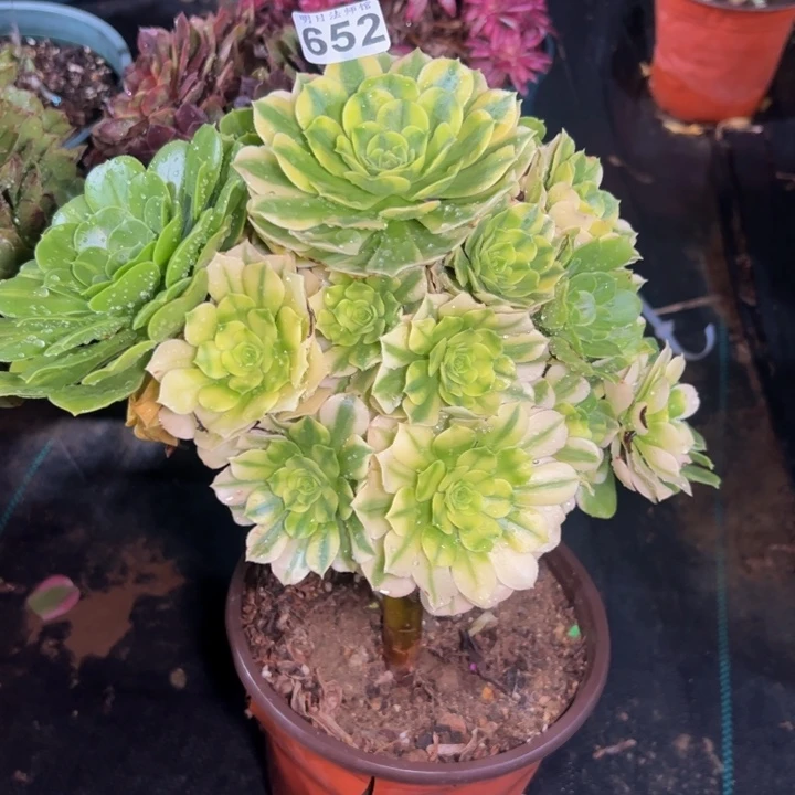 七彩琉璃652多肉法师