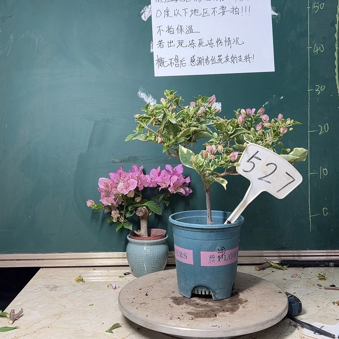 完全开放银边浅紫527
