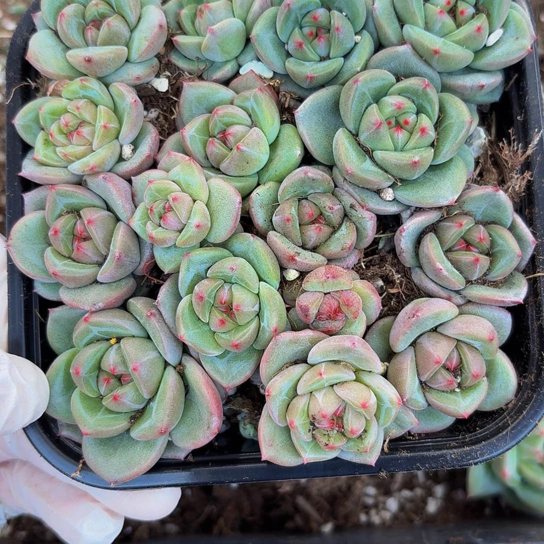 爱****菇多肉植物多肉植物1010