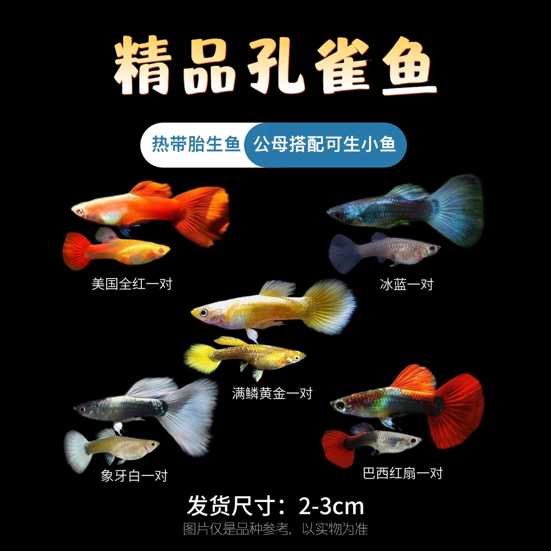 【5种孔雀鱼组合】尺寸2-3cm小型热带鱼公母搭配可直接生小鱼