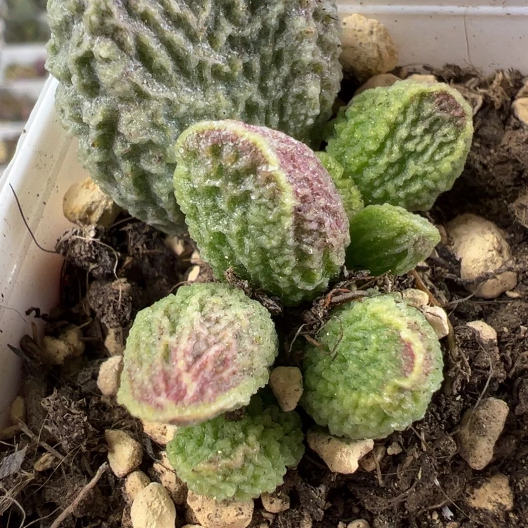 018-177脑纹实生新品多肉植物