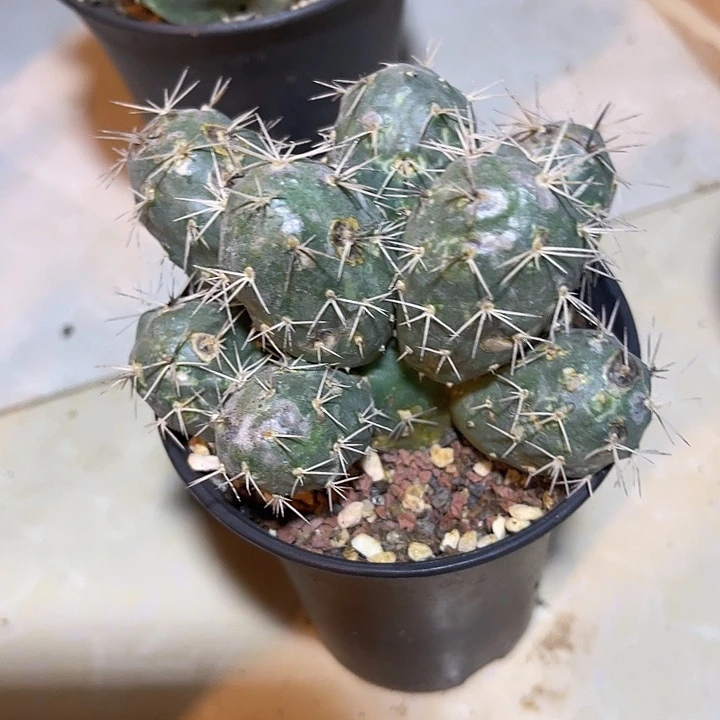 无花朵明暗城大群