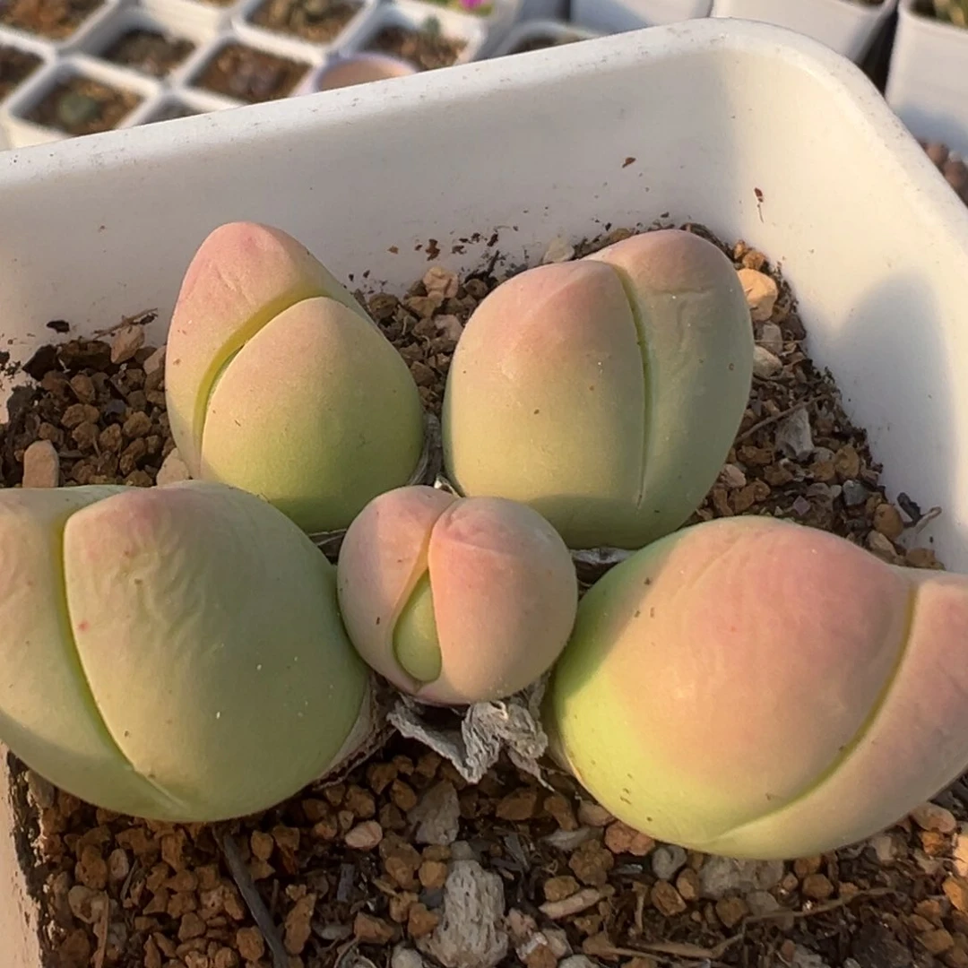 2003多肉植物银光玉