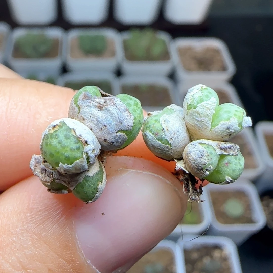 150龙猫斑马。   2颗。