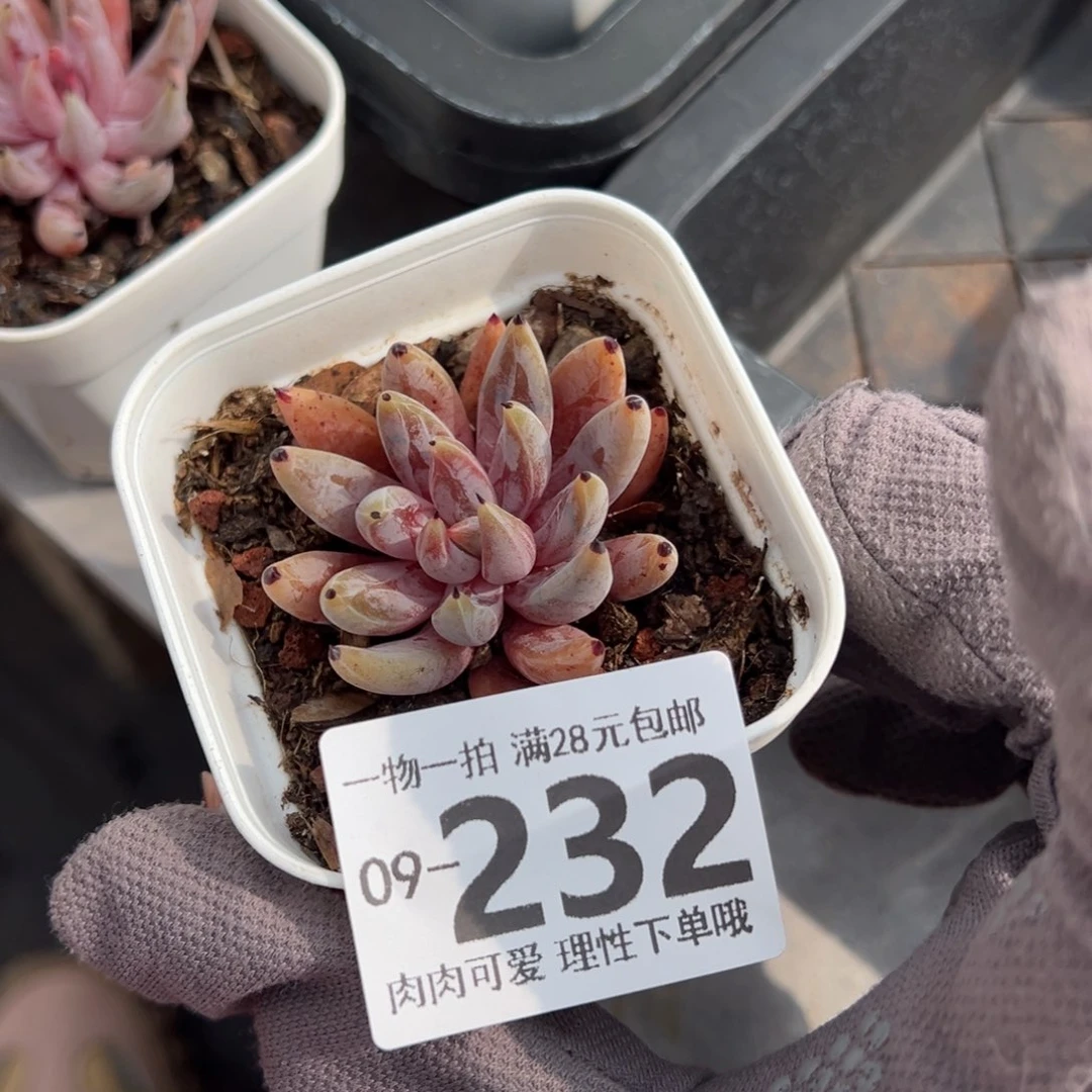 菜*魔爪多肉多肉多肉多肉