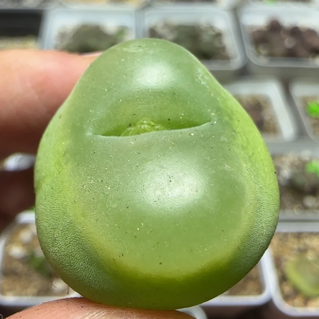 2.4漂亮多肉植物394