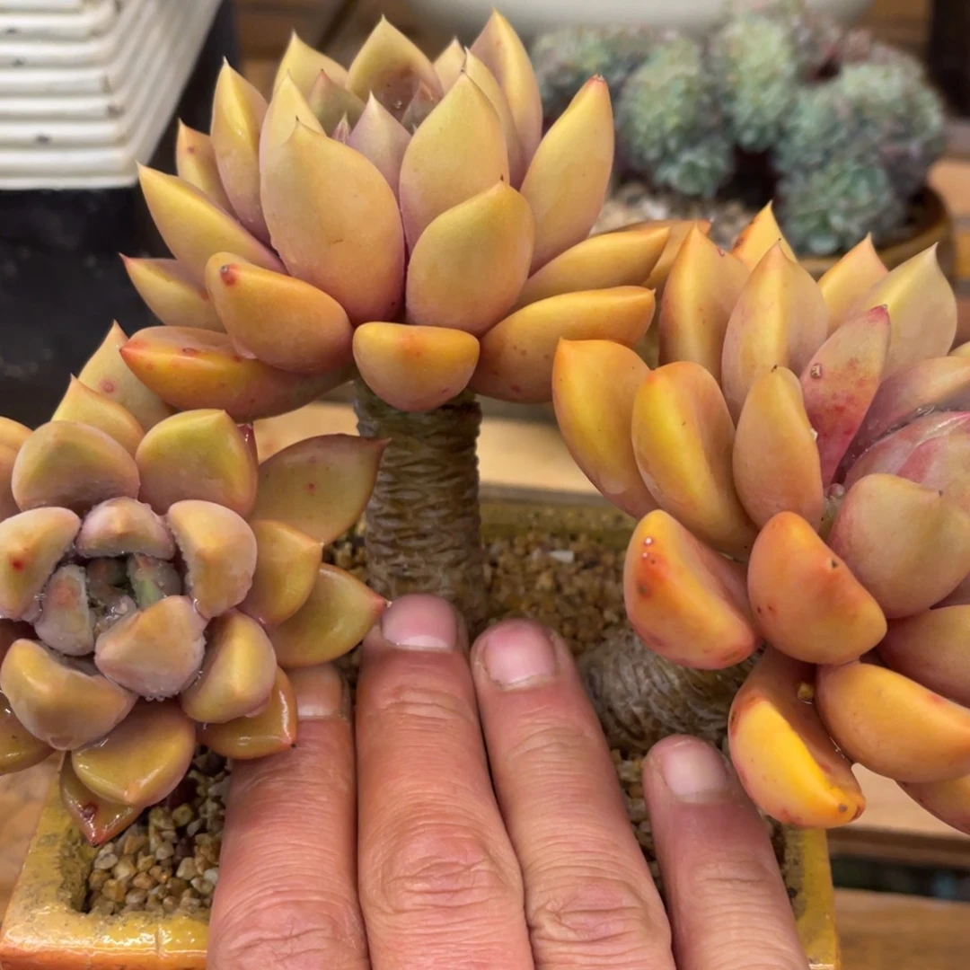 用****037377373343475276767676