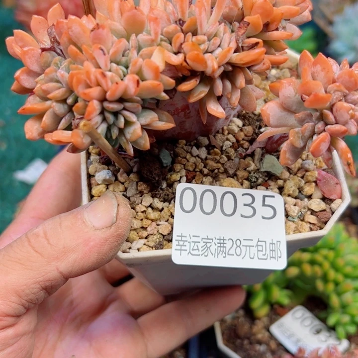 幸运的是我还没遇到