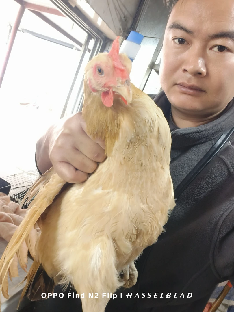 一年多下蛋老母鸡,场地拆迁,两只老母鸡