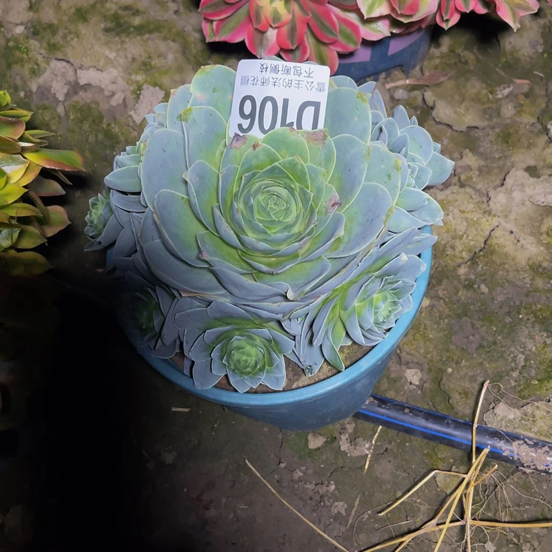 法师法师15-16包邮法师