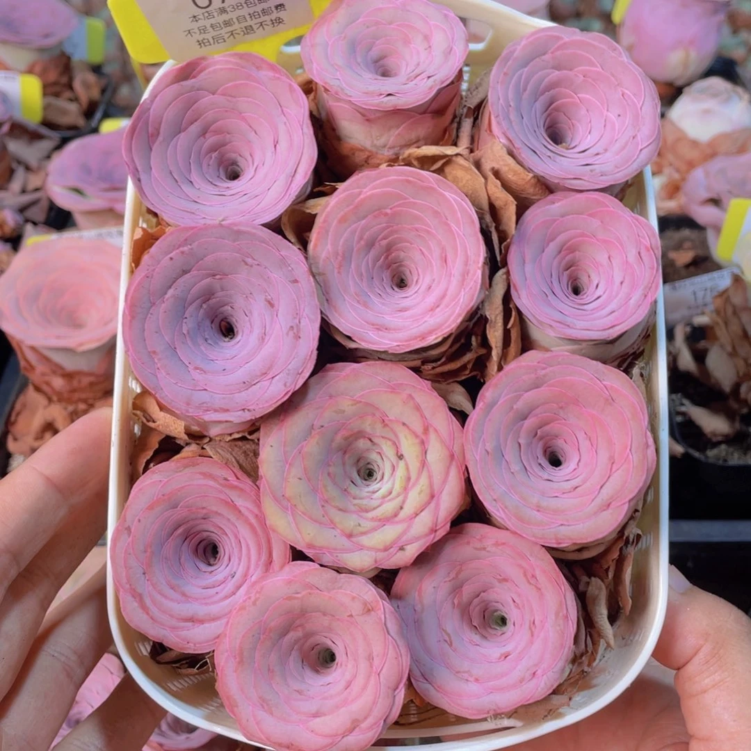 花***落花篮组合075一物一拍