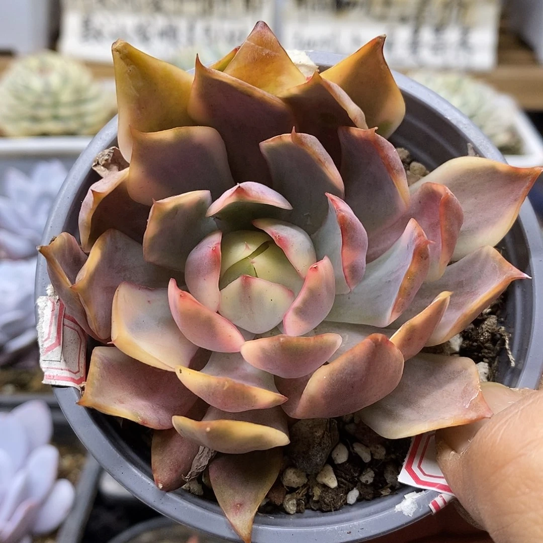 0778 红莲覆轮锦